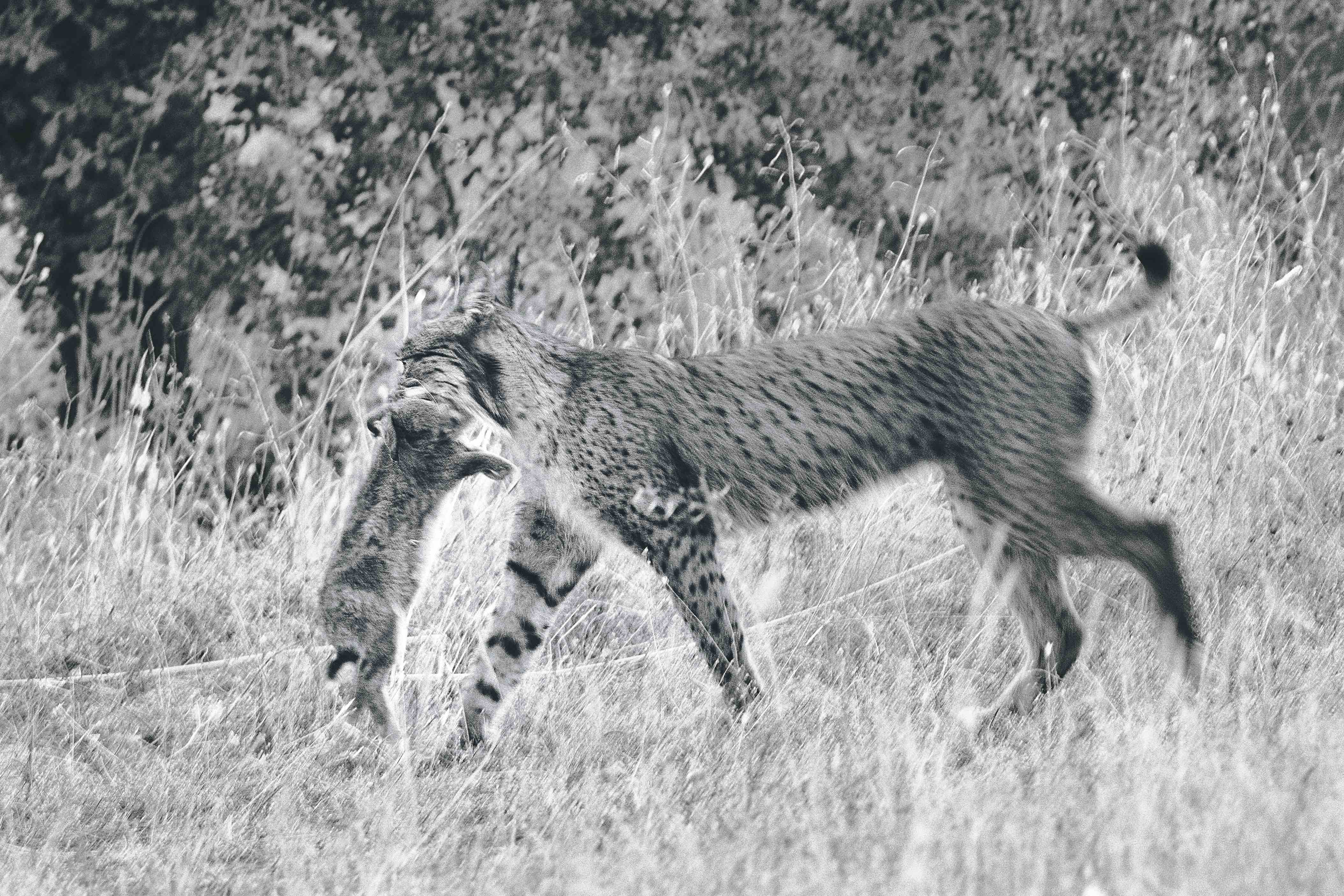 El conejo de monte, diezmado por plagas y la presión humana, es su alimento principal. Recuperar al lince pasaba por devolver al roedor su lugar en el ecosistema.