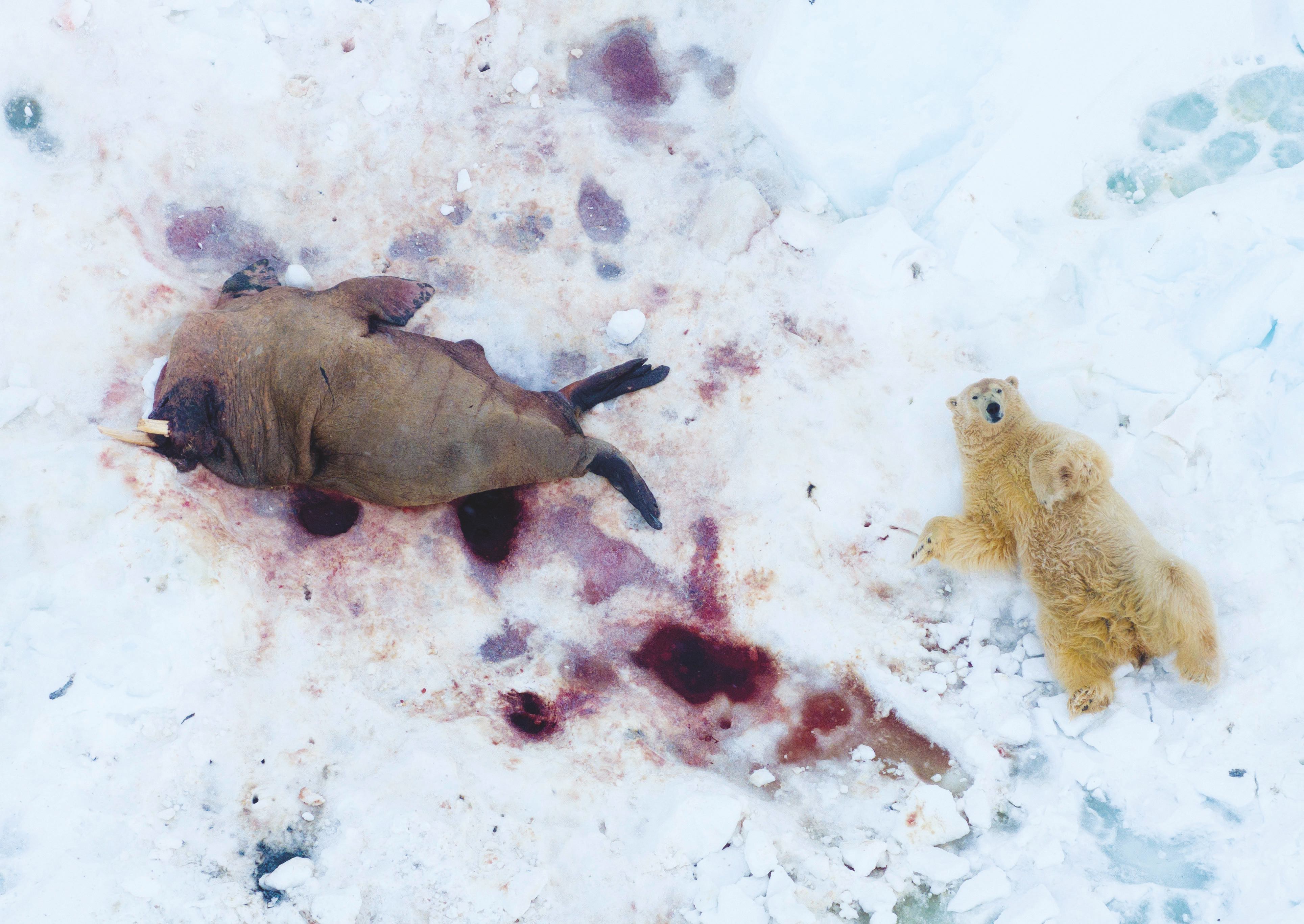 El noruego Pål Hermansen recibió el Premio Especial por Relax after the meal, estampa ártica tomada con un dron con teleobjetivo en el archipiélago de Svalbard, en la que un oso polar descansa junto al cadáver de una morsa a la que acaba de cazar y devorar.