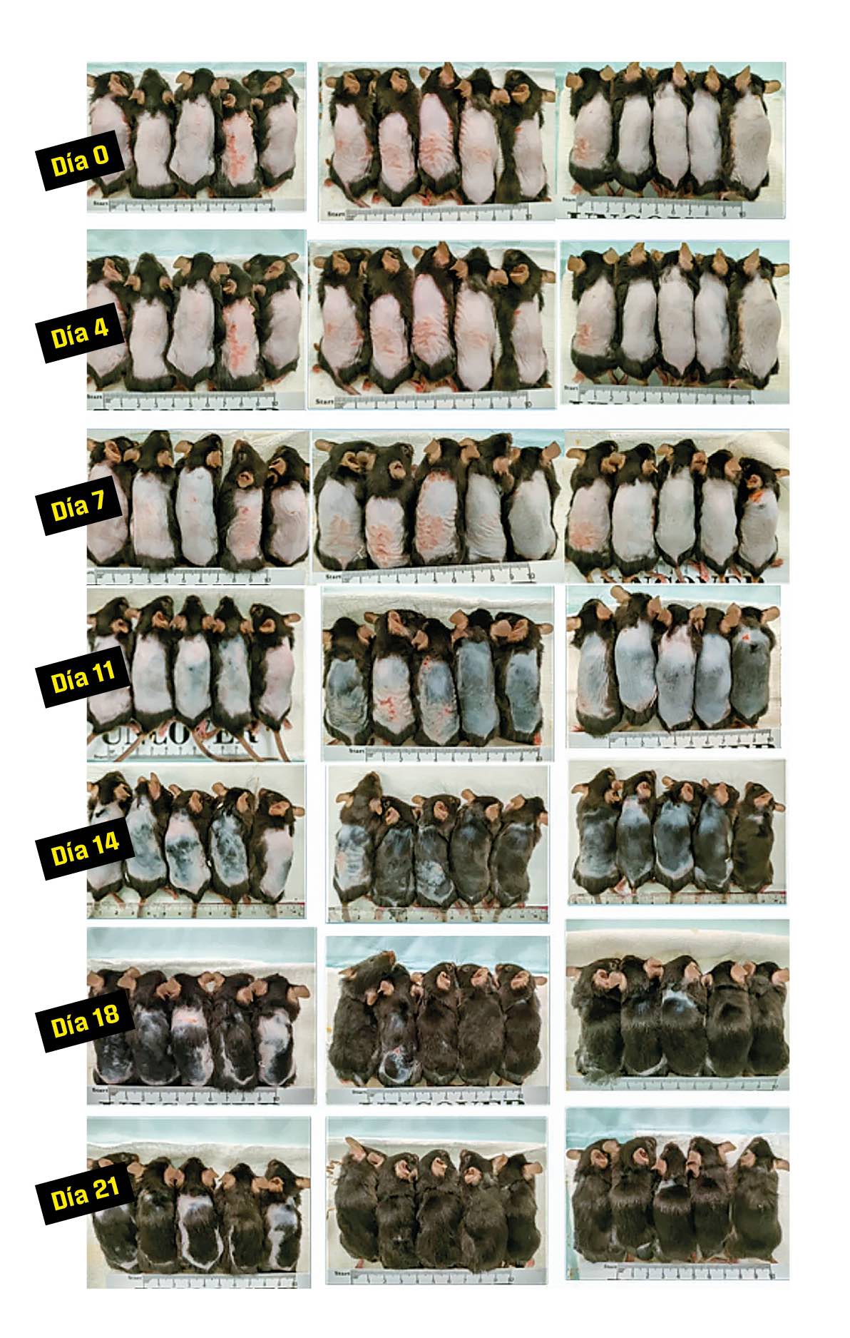 Los investigadores han registrado la evolución diaria de los ratones conforme se les inyectaba el cóctel de células madre de tejido adiposo y una molécula energizante.