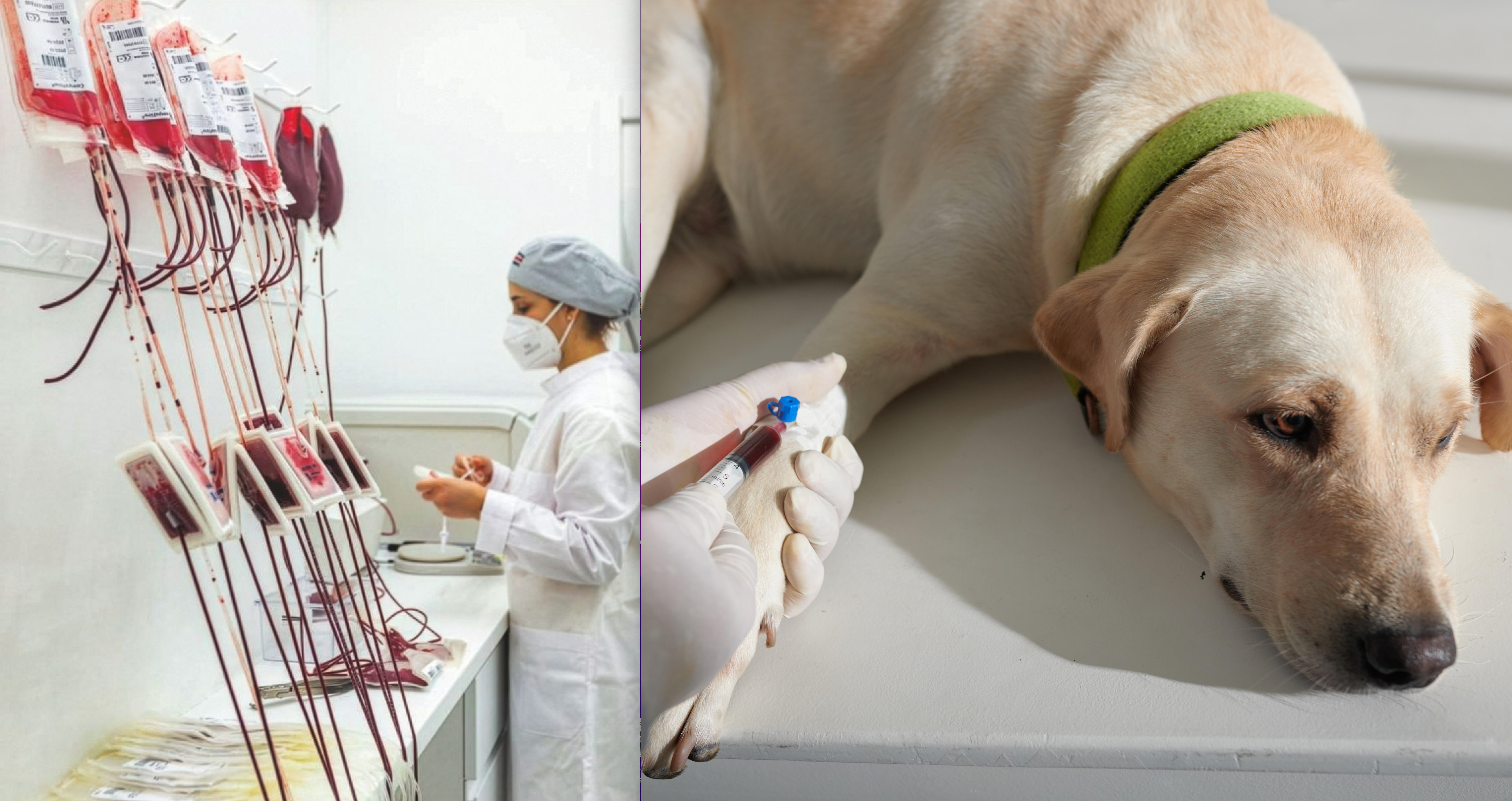 Los animales que donan sangre deben estar sanos, vacunados, desparasitados y pesar más de 20 kilos (los perros) y más de tres (los gatos).