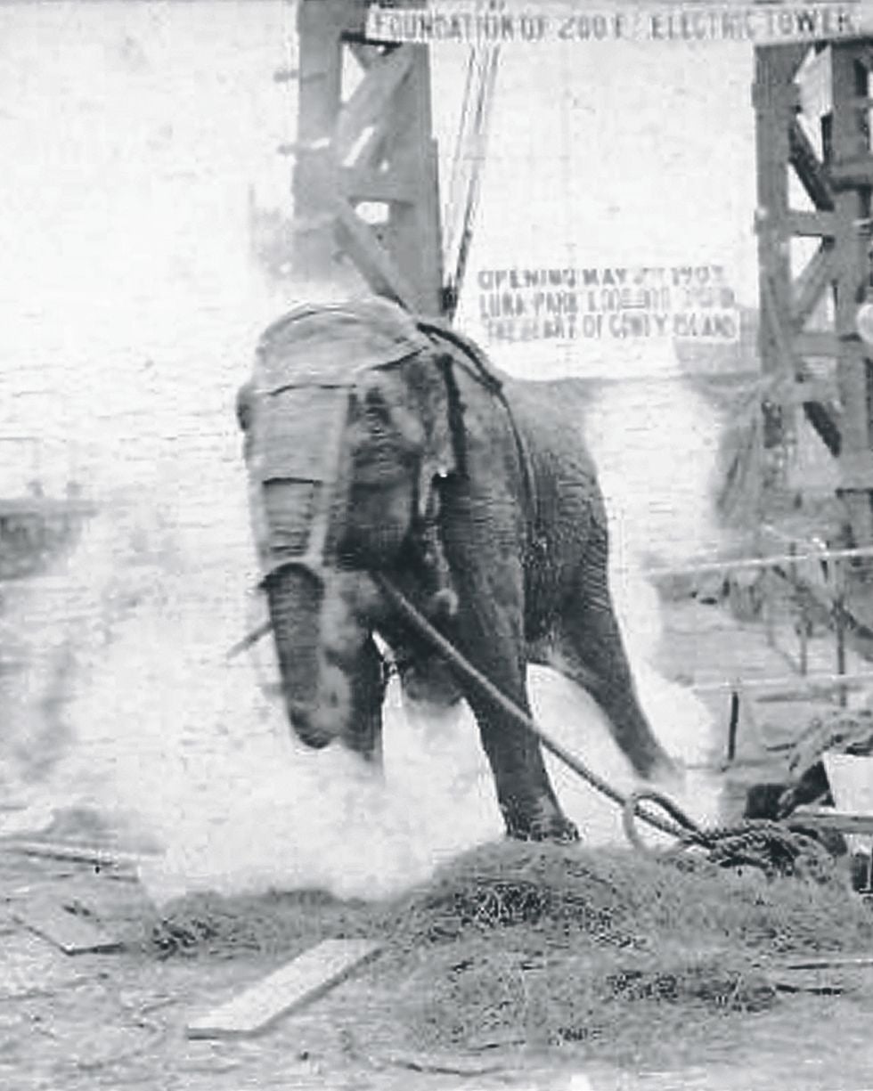 La elefanta murió electrocutada en el Luna Park en 1903 tras varios intentos.