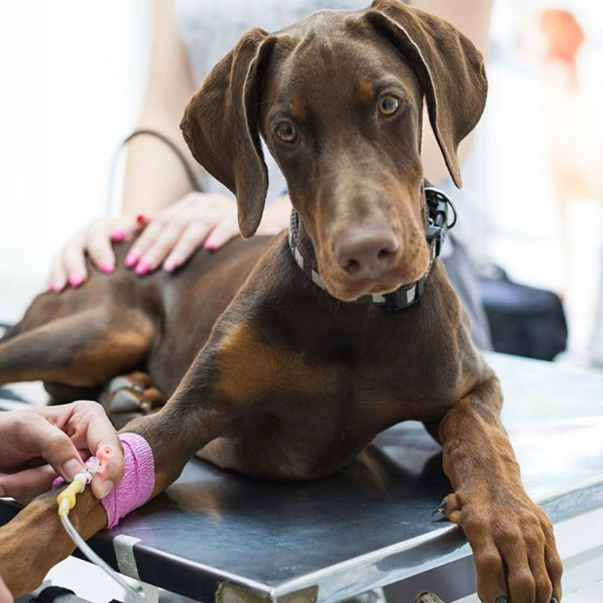 Perros y gatos, los otros altruistas donantes de sangre