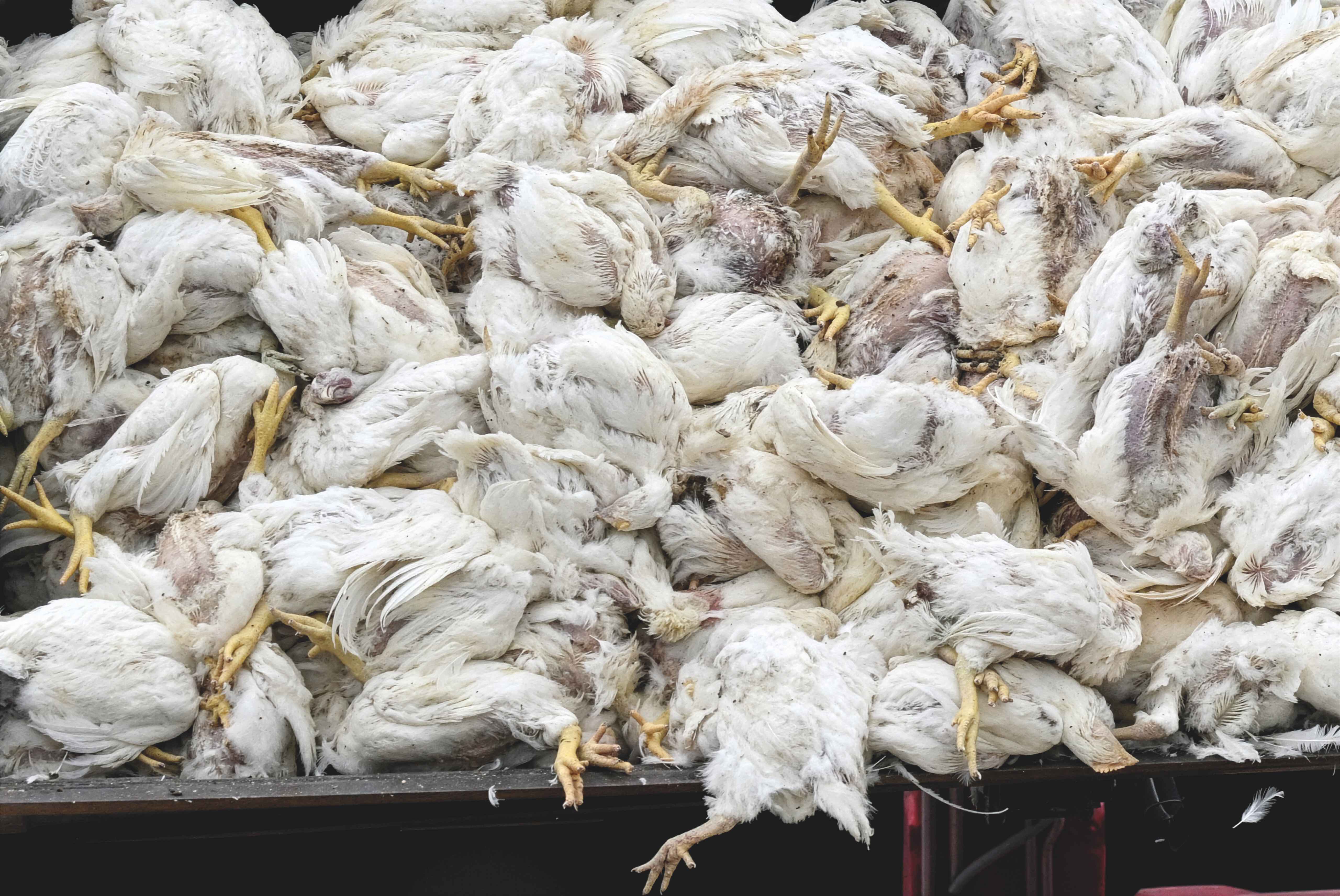 Ron Fouchier: «El virus se está adaptando a los humanos en tiempo real. Cada contagio es una lotería»